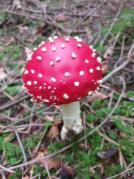 예쁜 두꺼비 도구는 숲에서 아갈릭을 날린다. - magic mushroom moss autumn outdoors 뉴스 사진 이미지