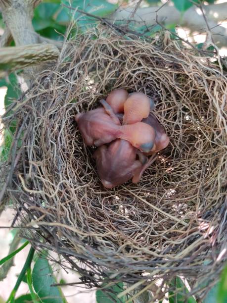 istock Nest of birds with small babies.Nest background 1426946190