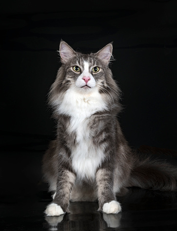 Norwegian Forest cat in front of black background