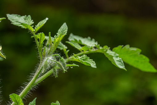 Close up of shoots of tomato plants that have not yet bloomed flower buds, white hairs on the stems and leaves are clearly visible, the background is blurry green leaves