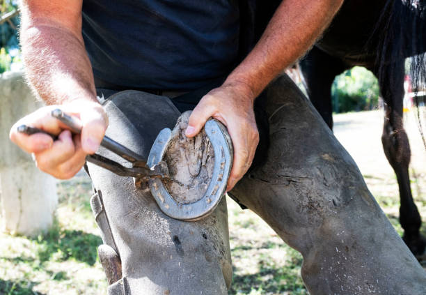 istock Farrier works in a field 1426947674