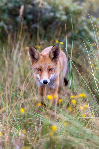 istock Een wilde rode vos in de duinen 1426948076