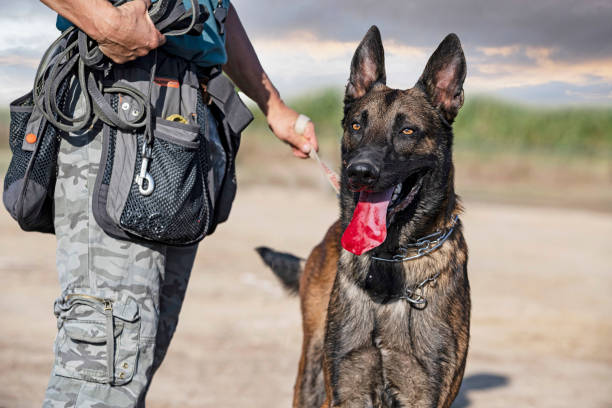 istock training of belgian shepherd 1426948139