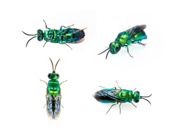 Group of metallic cuckoo wasp (Chrysididae) isolated on white background. Insect. Animals. stock photo