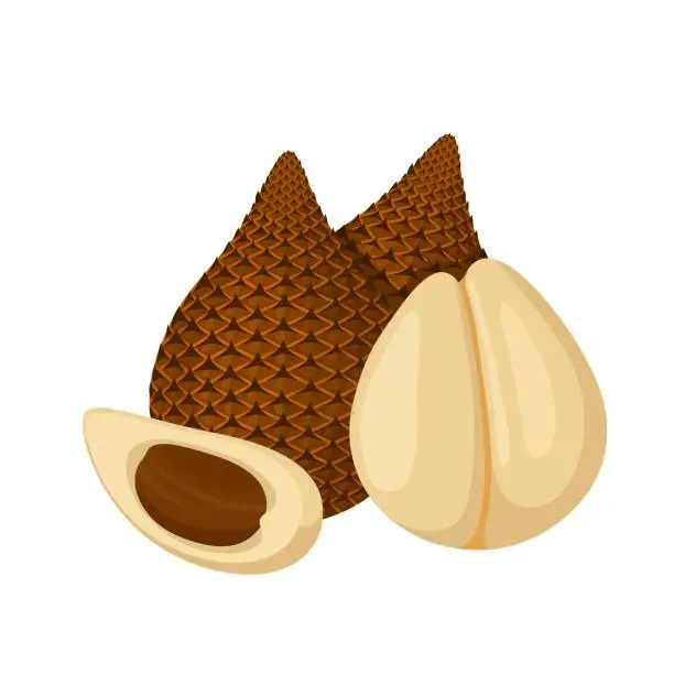 Vector illustration of Snake fruit