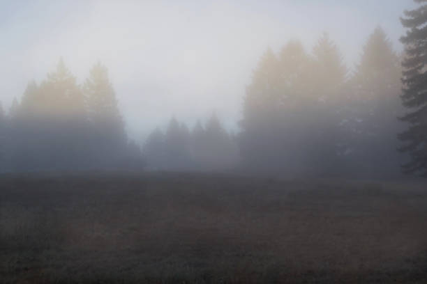 istock redwood pine trees with grassy field in morning mist 1426951673