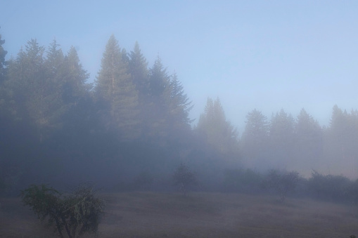 a field of fruit trees and giant redwoods with mist and morning light