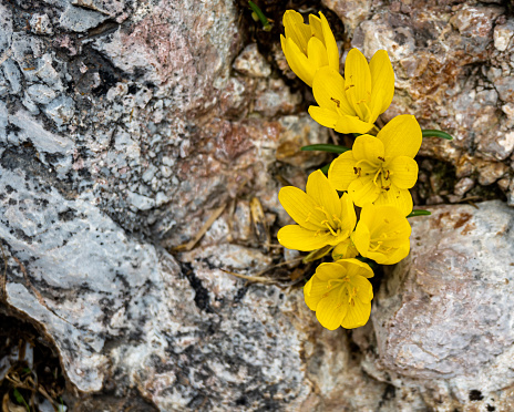 Yellow crocus flowers grown on rock. Copy space.