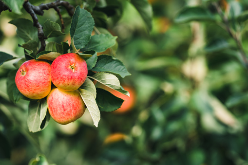 ripe and juicy apples on a tree in the garden