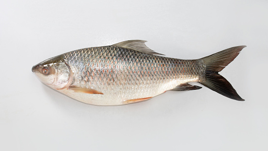 The rohu, rui, or roho labeo is a species of fish of the carp family, found in rivers in South Asia. Fish market display. raw, uncooked, whole and side view with on white background.