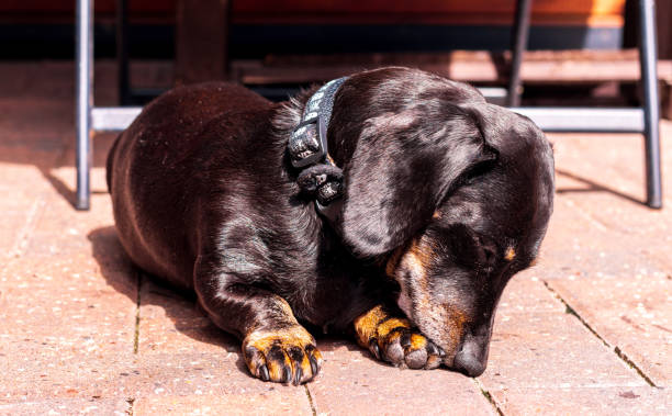 istock Miniature Dachshund Relaxing 1426956439