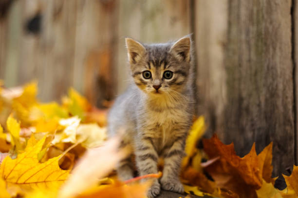 istock kitten in yellow autumn leaves 1426957731