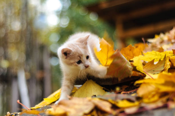 kitten in yellow autumn leaves