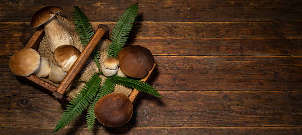 Food photography background - Forest mushrooms / Boletus edulis (king bolete) / penny bun / cep / porcini / mushroom and fern in basket box on old wooden board on table, top view