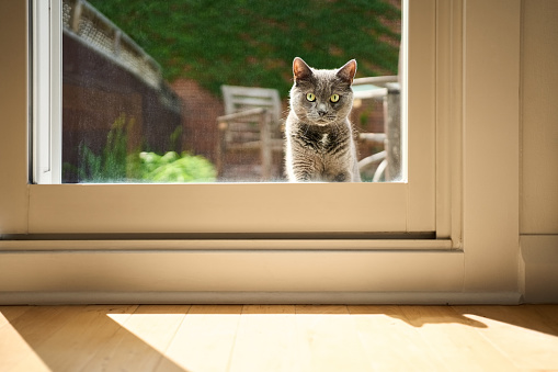 Cute cat looking through the house window from outside on the summer day