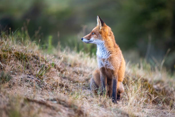 istock Een vos in de duinen 1426964654