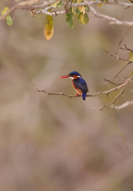 Sao Tome Kingfisher (Corythornis thomensis) adult perched on thin twig\n\nSao Tome and Principe.                September