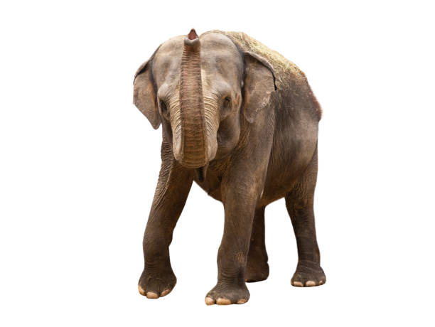 istock asian elephant isolated on white background 1426968503