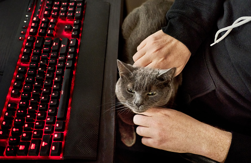 Cropped shot of pet cat sitting on lap of man sitting at table with illuminated computer keyboard at home