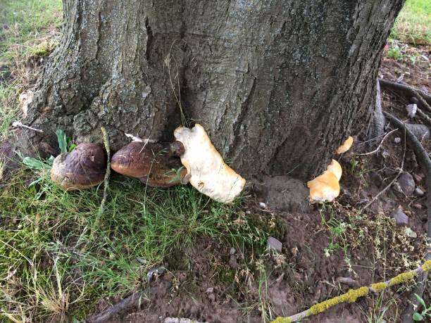 Ganoderma fungi on Red oak stock photo