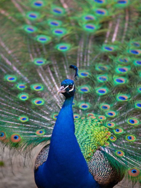 istock portrait of a blue peacock with a spread tail 1426972984