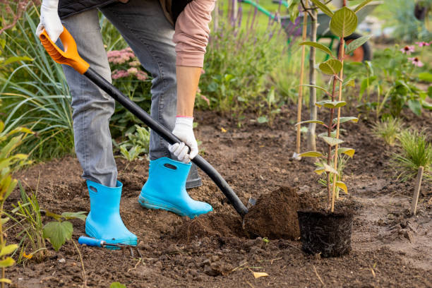 istock 40 year old white woman planting hydrangeas in her garden 1426974094