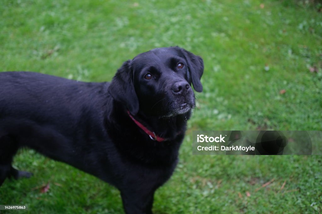 Eager black retriever labrador mix waits patiently for owner to throw the ball. Animal Stock Photo
