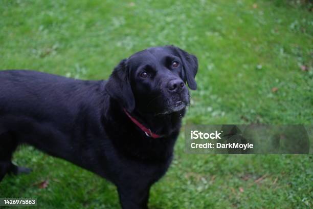 Eager Black Retriever Labrador Mix Waits Patiently For Owner To Throw The Ball Stock Photo - Download Image Now