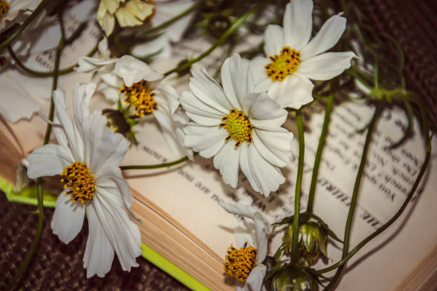 istock White flowers. Kosmeya. Book, knitted background. 1426976143