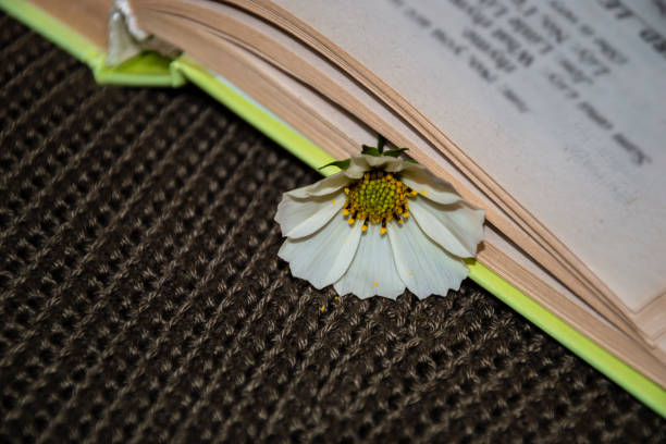 istock White flowers. Kosmeya. Book, knitted background. 1426976310