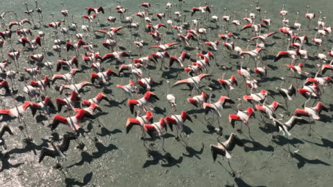 Slow motion video of flamingos on lake