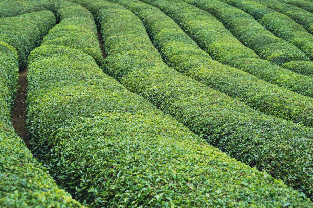 rows of Turkish black tea plantations cultivated on a field in Cayeli area Rize province stock photo