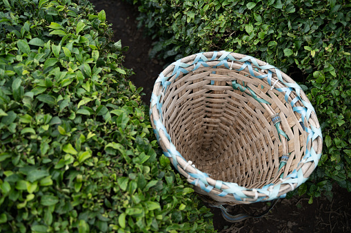 top view closeup of traditional harvesting wicker conical basket on rows of Turkish black tea plantations in Cayeli area Rize province