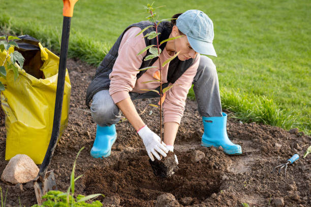 istock 40 year old white woman planting hydrangeas in her garden 1426982665