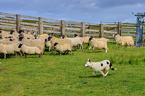 Very well trained border collie herds a flock of sheep around the field