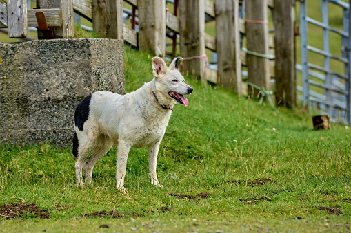 Scotland, Isle of Skye, Border Collie, Sheep drive, The Quiraing