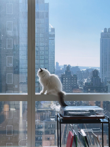 Ragdoll kitty with record player and city view