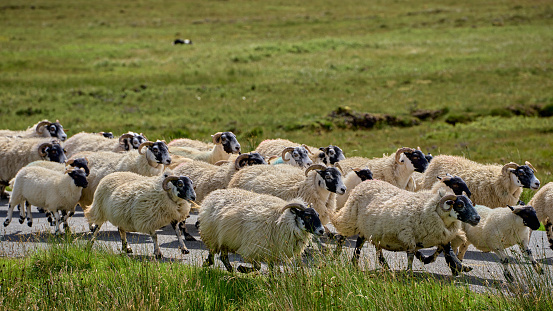 Scotland, Isle of Skye, traditional scottish breed sheep Scottish Blackface, The Quiraing