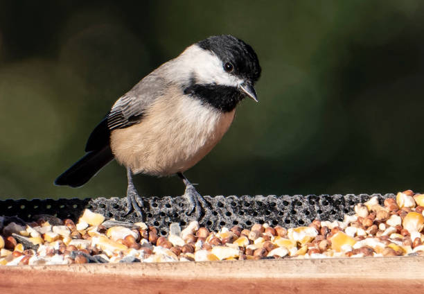 istock Carolina Chickadee on the bird feeder 1426989584