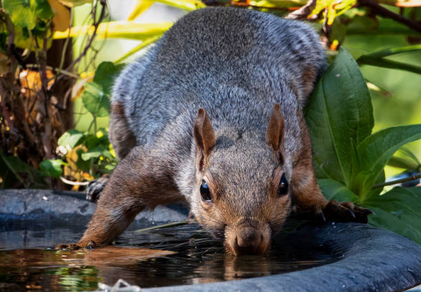 istock A Squirrel finds a peanut on the bird bath 1426989620
