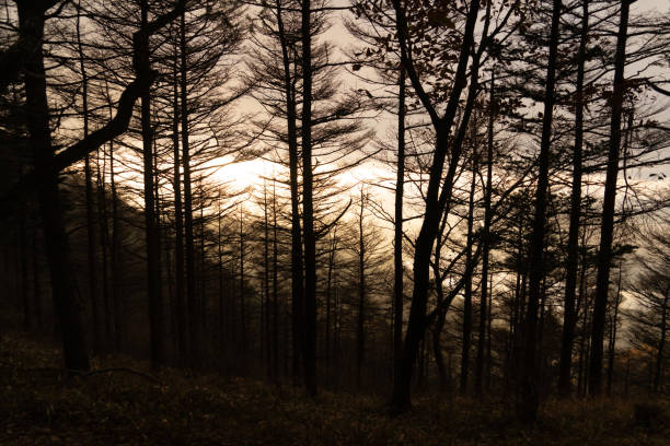 las iglasty lub las sosnowy znajduje się głównie w wysokich górach, które są obszarami o wysokości 700 metrów nad poziomem morza. - mystery forest ecosystem natural phenomenon zdjęcia i obrazy z banku zdjęć