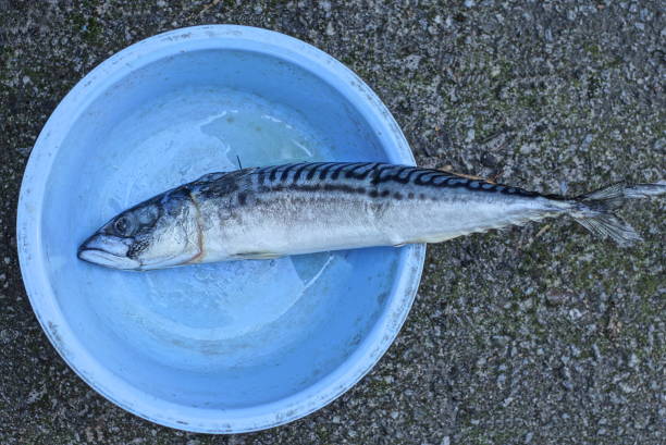 istock one large fresh raw gray fish mackerel lies in a blue plastic bowl 1426992303