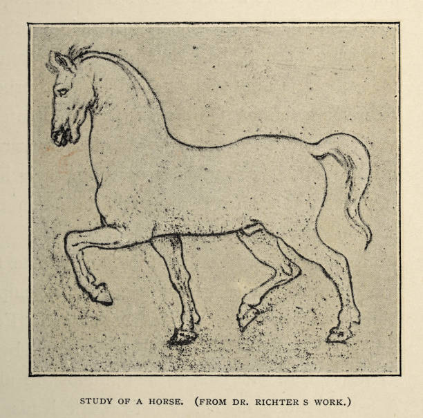 Vintage illustration, After the sketch  by Leonardo da Vinci, Study of a horse, Early renaissance art vector art illustration