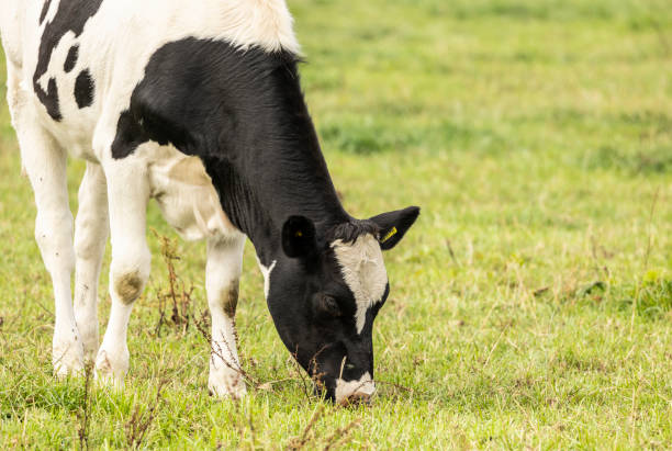 black and white cows grazing on fresh farmland