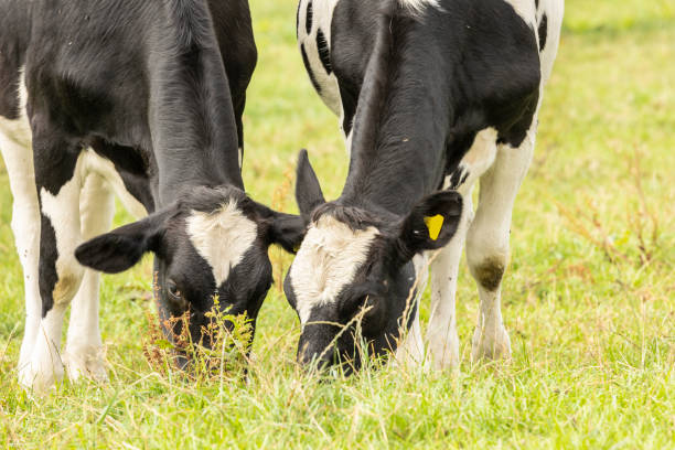 istock Holstein Friesian cattle grazing on fresh grass 1426993549