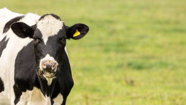 istock Holstein Friesian cattle grazing on fresh grass 1426993555