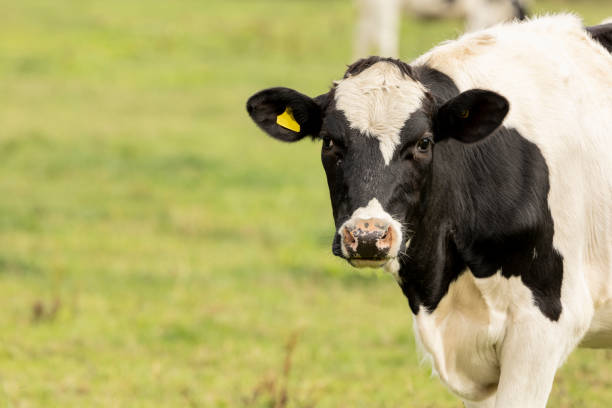 istock Holstein Friesian cattle grazing on fresh grass 1426993573
