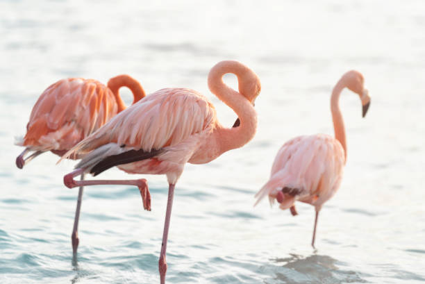 istock Flamingos On Aruba Beach in the Caribbean 1426994277