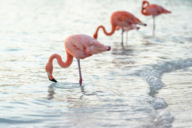 flamingos am aruba beach in der karibik - aruba stock-fotos und bilder