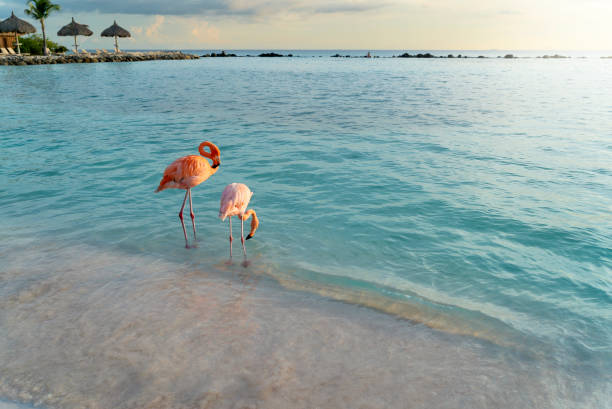 istock Flamingos On Aruba Beach in the Caribbean 1426994281